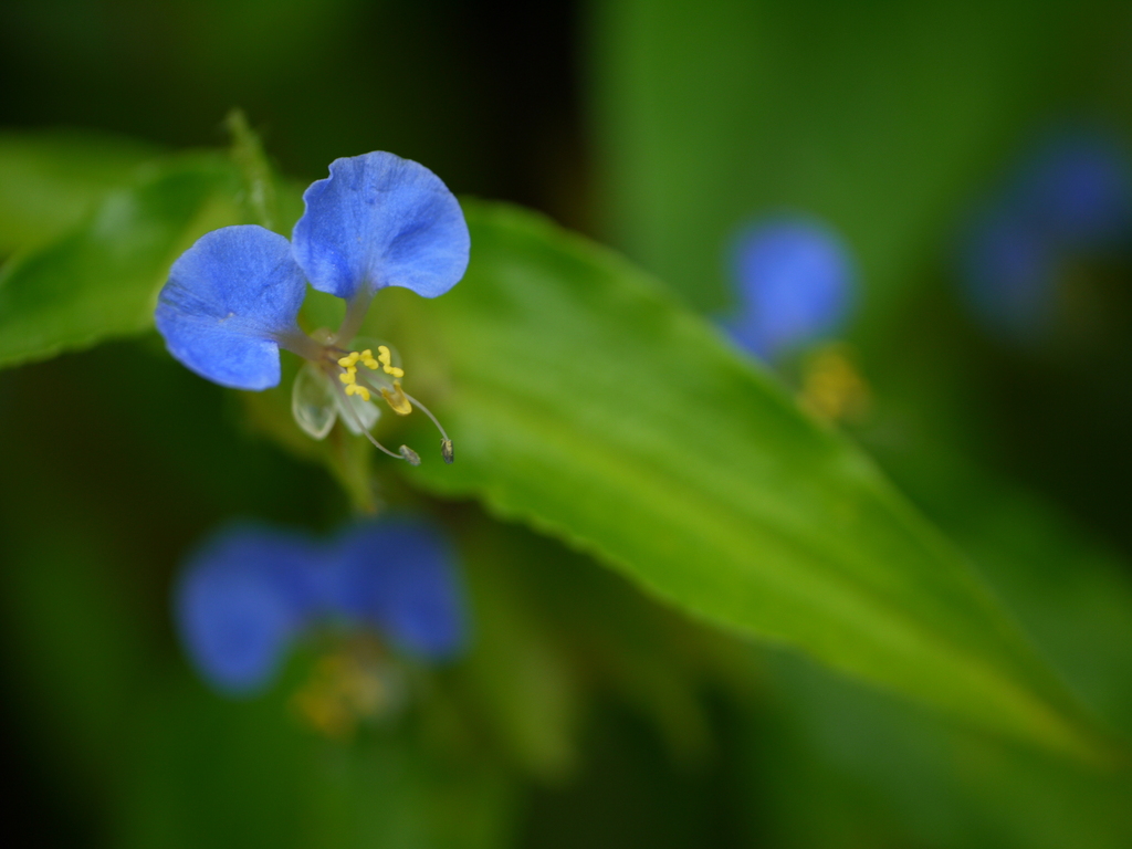 Commelina maculata