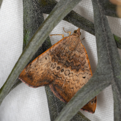 Chrysolarentia mecynata