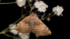 Chrysolarentia mecynata