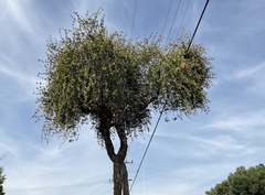 Phoradendron villosum