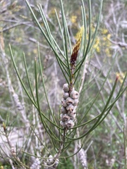 Melaleuca orophila