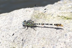 Erpetogomphus lampropeltis