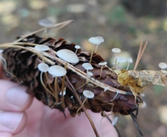 Strobilurus conigenus