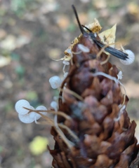 Strobilurus conigenus