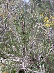 Melaleuca orophila