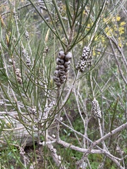Melaleuca orophila