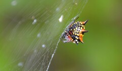 Austracantha minax