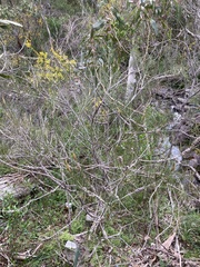 Melaleuca orophila
