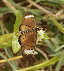 Acraea axina