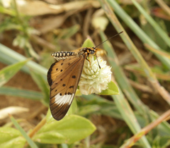 Acraea axina