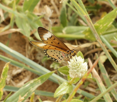 Acraea axina