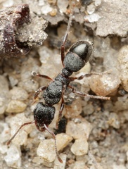 Rhytidoponera victoriae