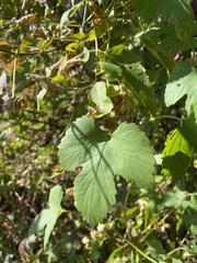 Humulus lupulus