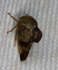 Telamona decorata