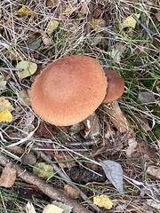 Leccinum versipelle