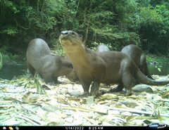 Lutrogale perspicillata