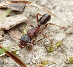 Rhytidoponera tasmaniensis