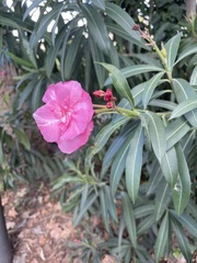 Nerium oleander