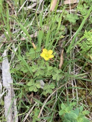 Oxalis perennans
