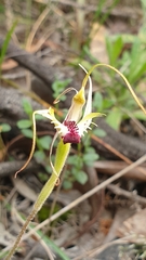 Orchidoideae