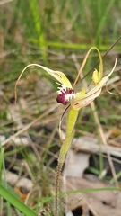 Orchidoideae