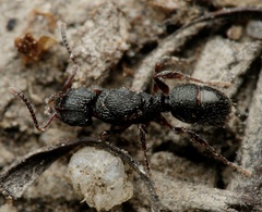 Rhytidoponera victoriae