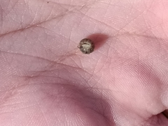 Armadillidium versicolor