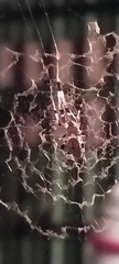 Zosis geniculata