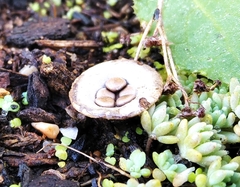 Cyathus olla