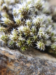 Racomitrium canescens