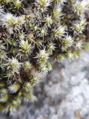 Racomitrium canescens