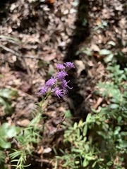 Liatris pilosa