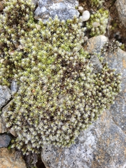 Racomitrium canescens