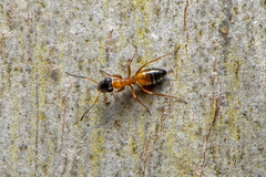 Opisthopsis rufithorax