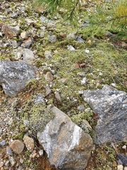 Racomitrium canescens