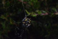 Austracantha minax