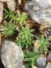 Pogonatum urnigerum