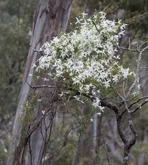 Clematis