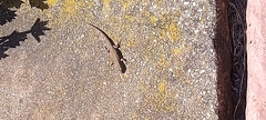 Lygodactylus capensis