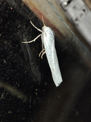 Coscinia chrysocephala