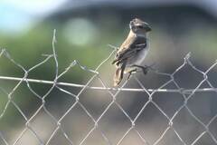 Passer melanurus melanurus