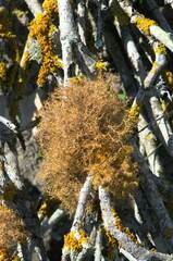 Teloschistes capensis