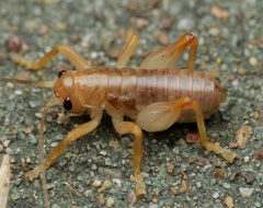 Gryllacrididae