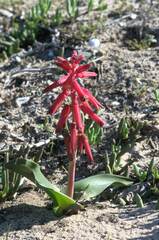 Lachenalia bulbifera