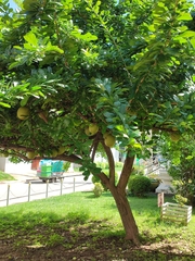 Crescentia cujete
