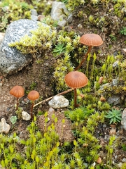 Galerina