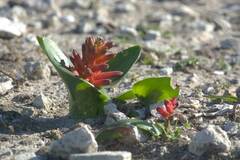 Lachenalia bulbifera