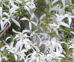 Clematis