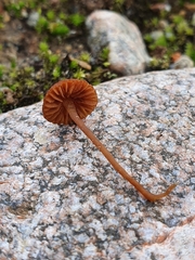 Galerina
