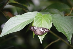 Ideopsis vulgaris